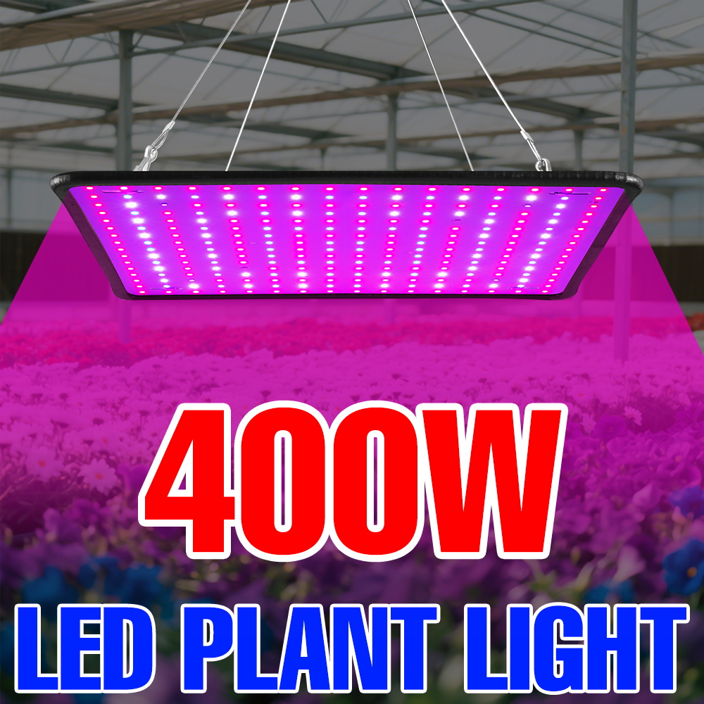 400 ワット LED 成長ライトフルスペクトル量子ボード植 - Echeveria Succulent のレビューと価格