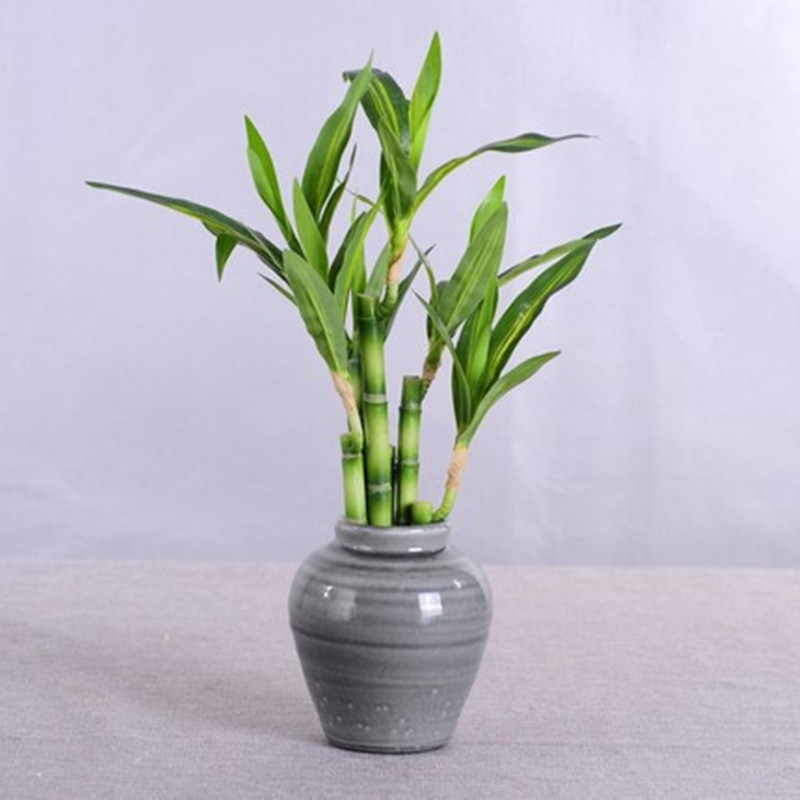 新しい40cm人工ラッキーバンブー多肉植物フェイクプラントフ - Echeveria Succulent のレビューと価格